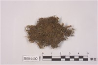 藏品(背捲扁萼蘚)的圖片